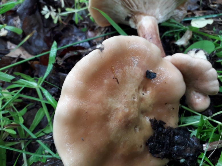 Грибы растущие кучками вешенки