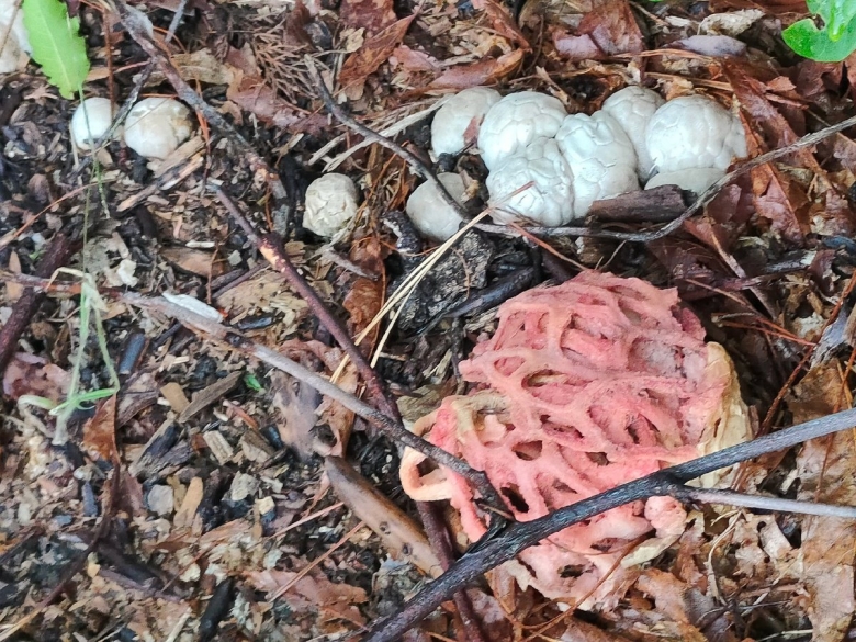 Гриб решеточник красный