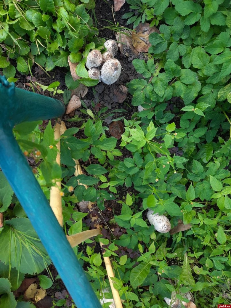 Чернильный гриб