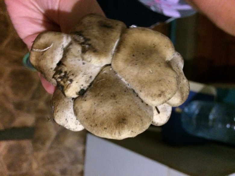 Грибы растущие кучками