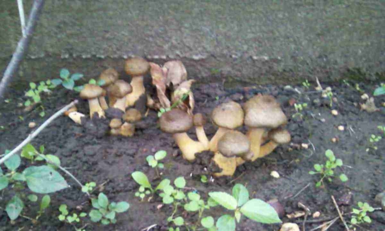 Грибы в огороде