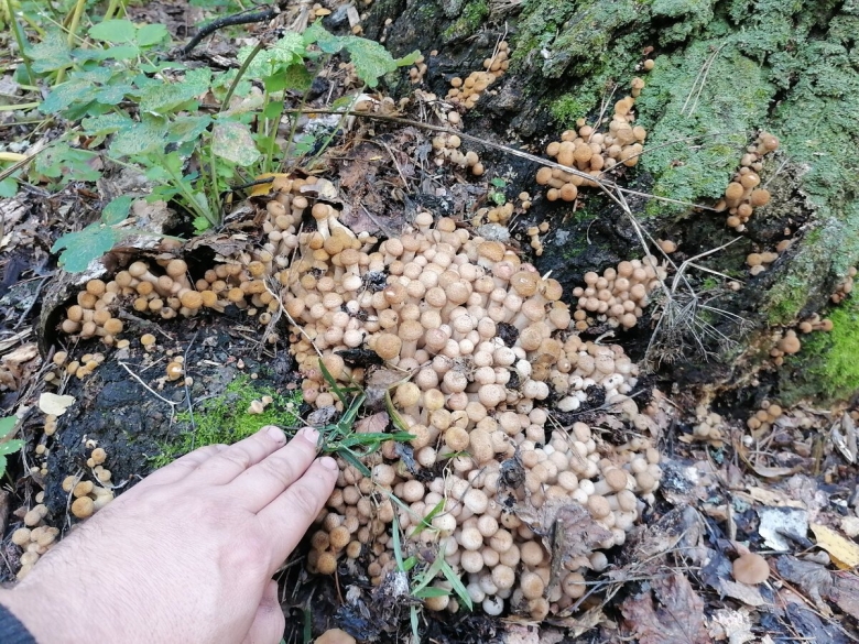 Опенок один