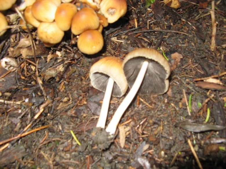 Гриб навозник