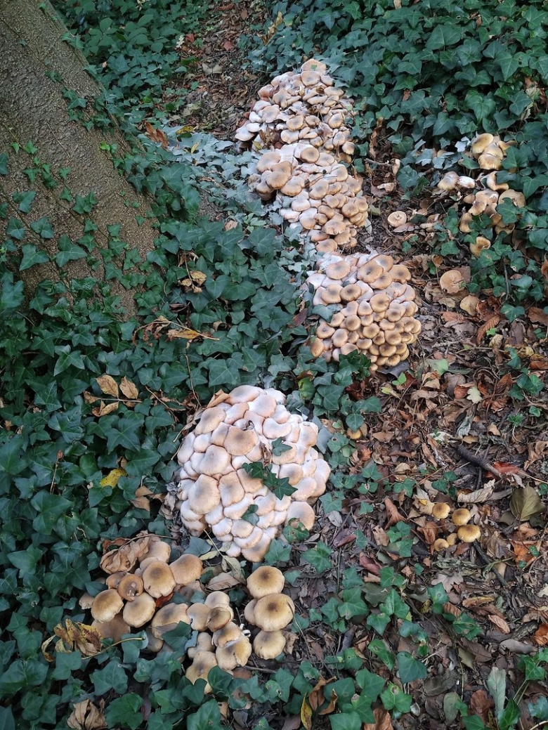 Грибы кучкой