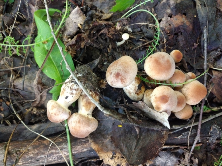 Грибы которые растут кучками съедобные