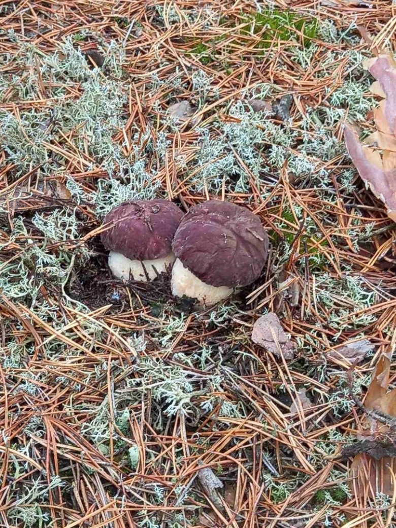 Боровик белый гриб