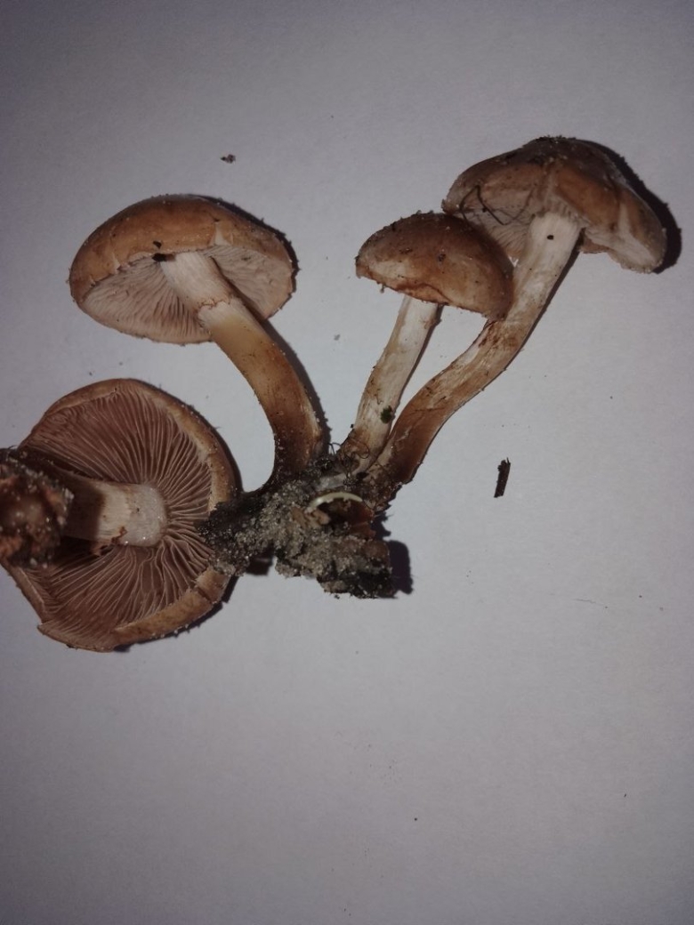 Паутинник надломленный гриб