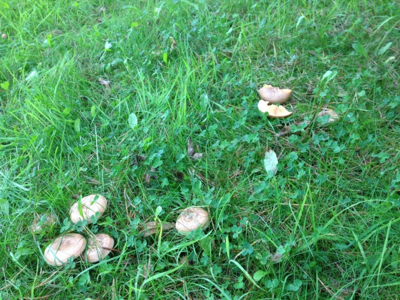 Грибы подлипки