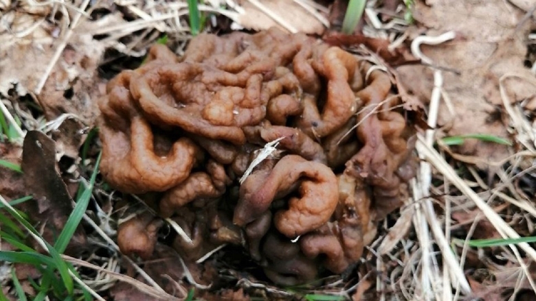 Разновидности Сморчков и строчков