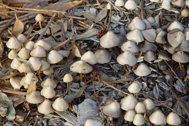 Поганки растущие на деревьях