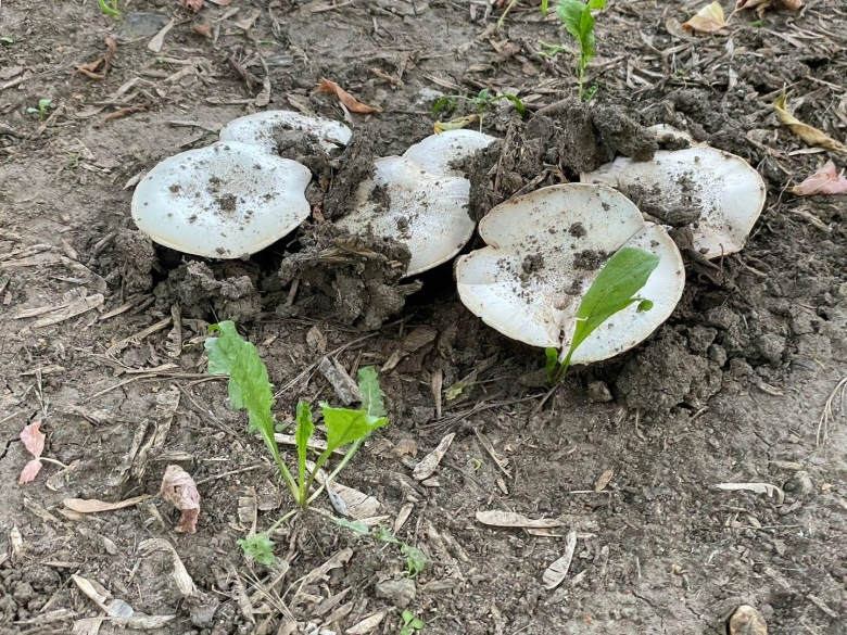 Гриб могильник