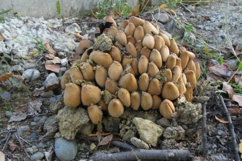 Майский навозник гриб