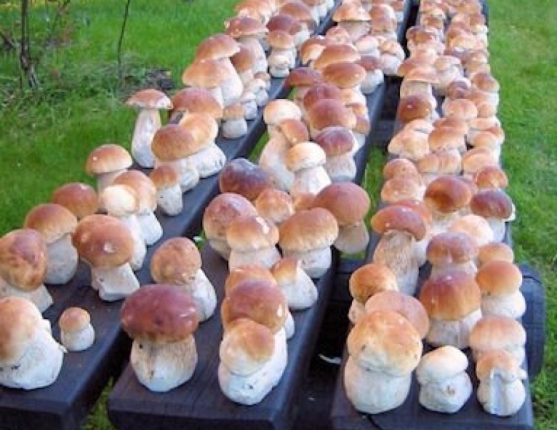 Грибы в нижегородской