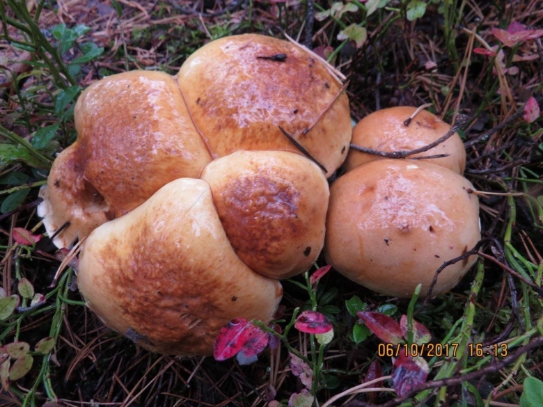 Коричневые грибы растут кучкой