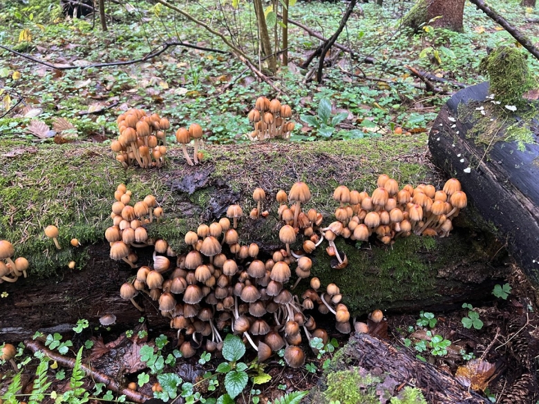 Навозник мерцающий