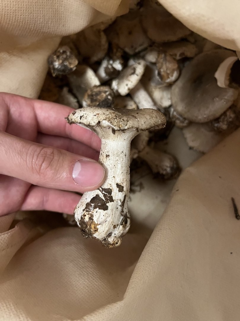 Russula delica (подгруздок белый)