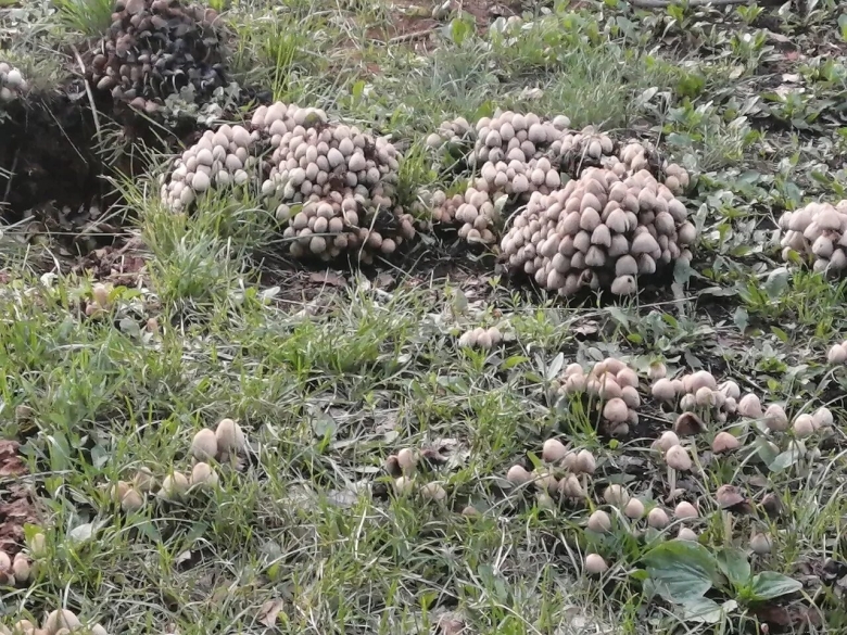 Аномальные грибы