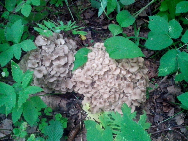 Гриб баран трутовик зонтичный