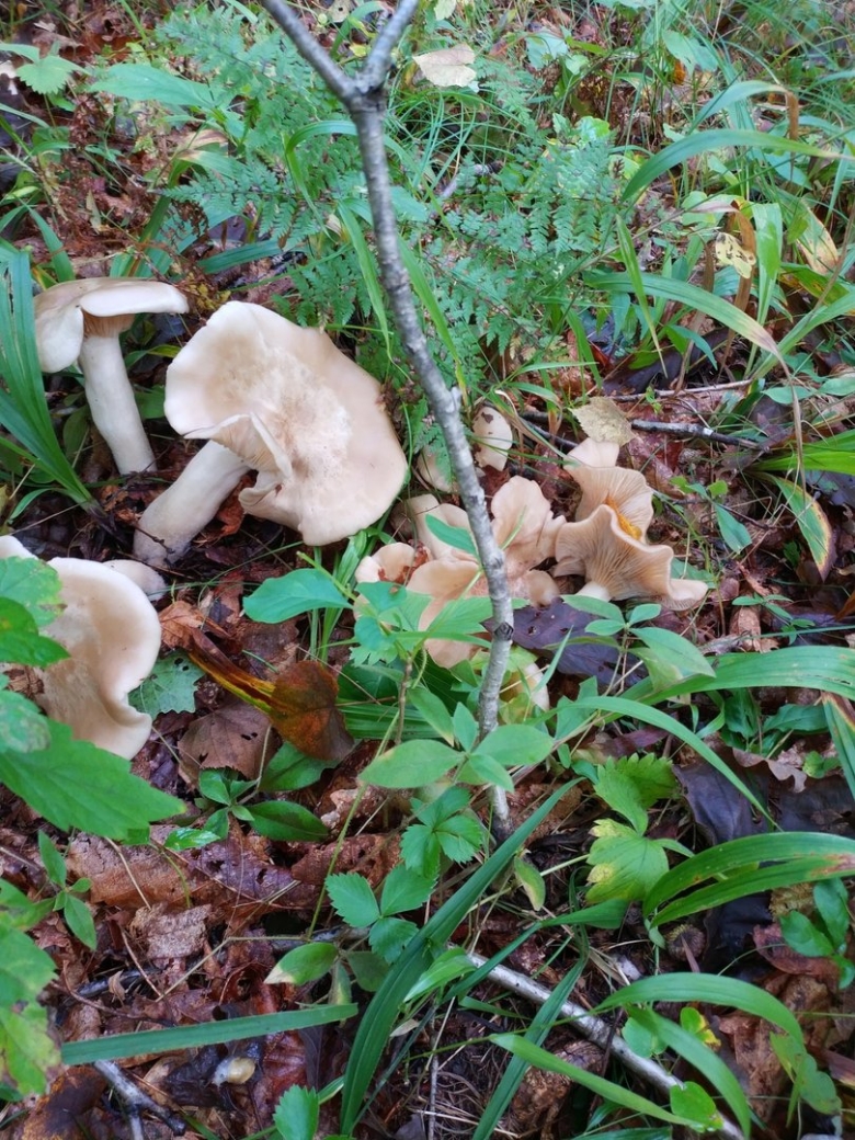Говорушка подогнутая clitocybe geotropa