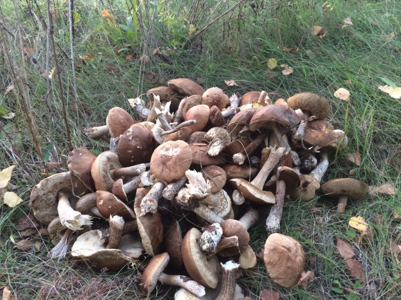 Огромная куча белых грибов