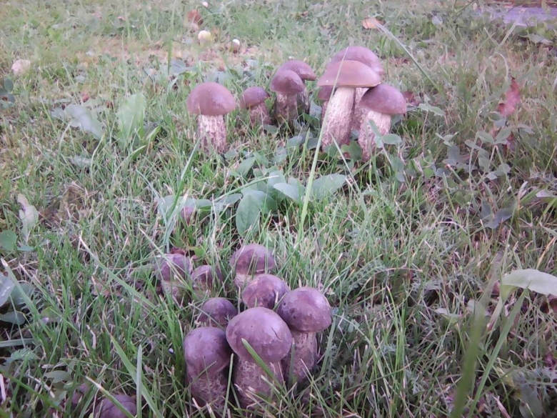 Белые грибы растут кучками