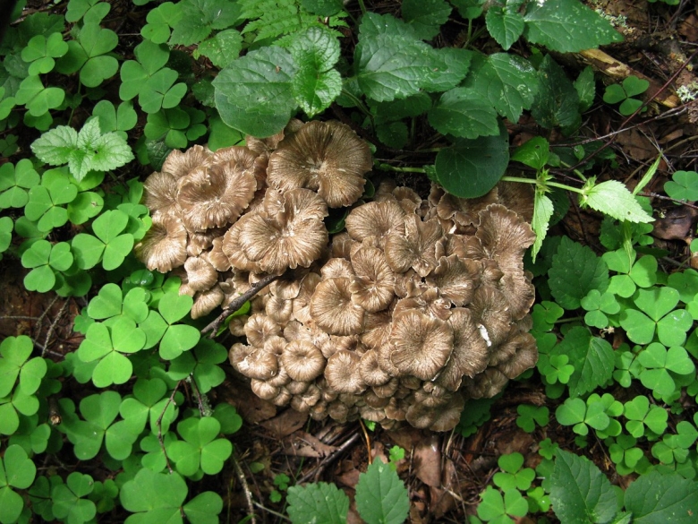 Грифола зонтичная