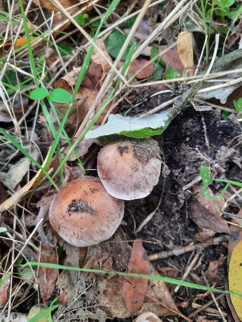 Грибы которые растут кучками