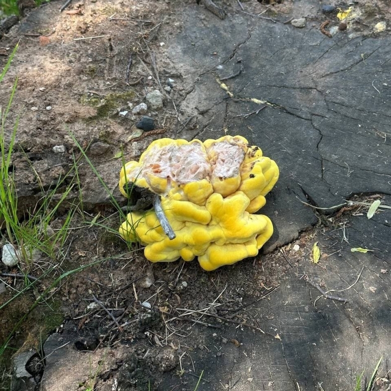 Трутовик серно желтый