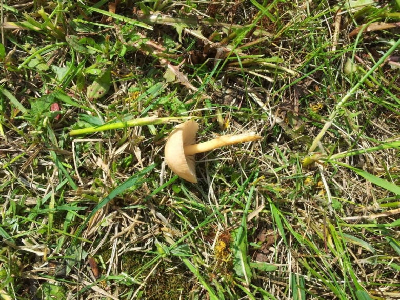 Грибы которые растут в камышах