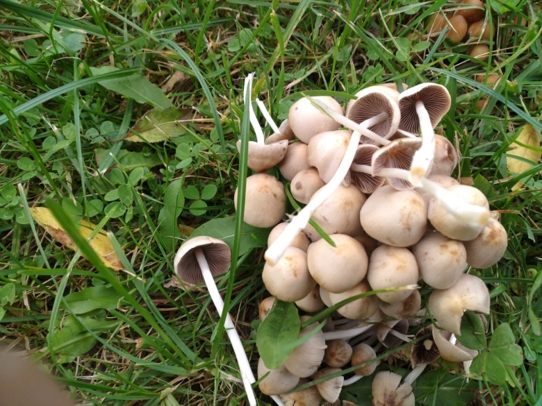 Грибы которые растут кучками