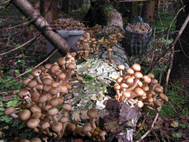 Опята осенние гигрофор