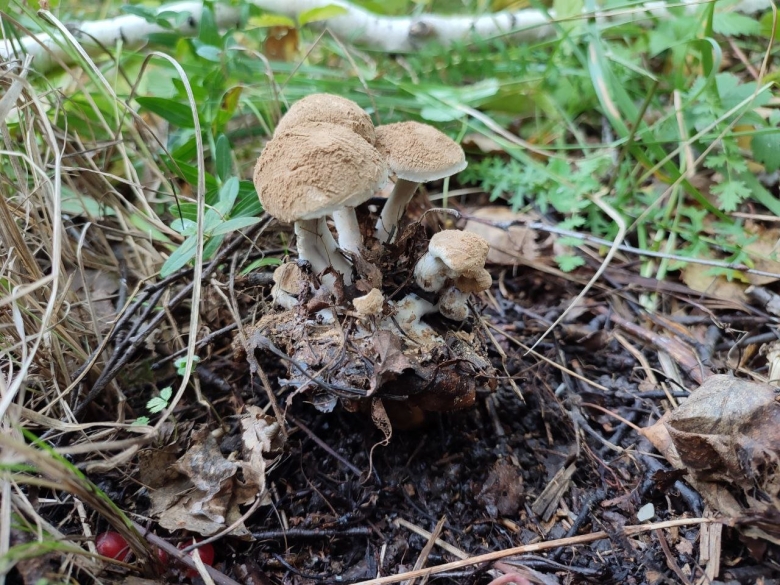 Выросли грибы странные на даче