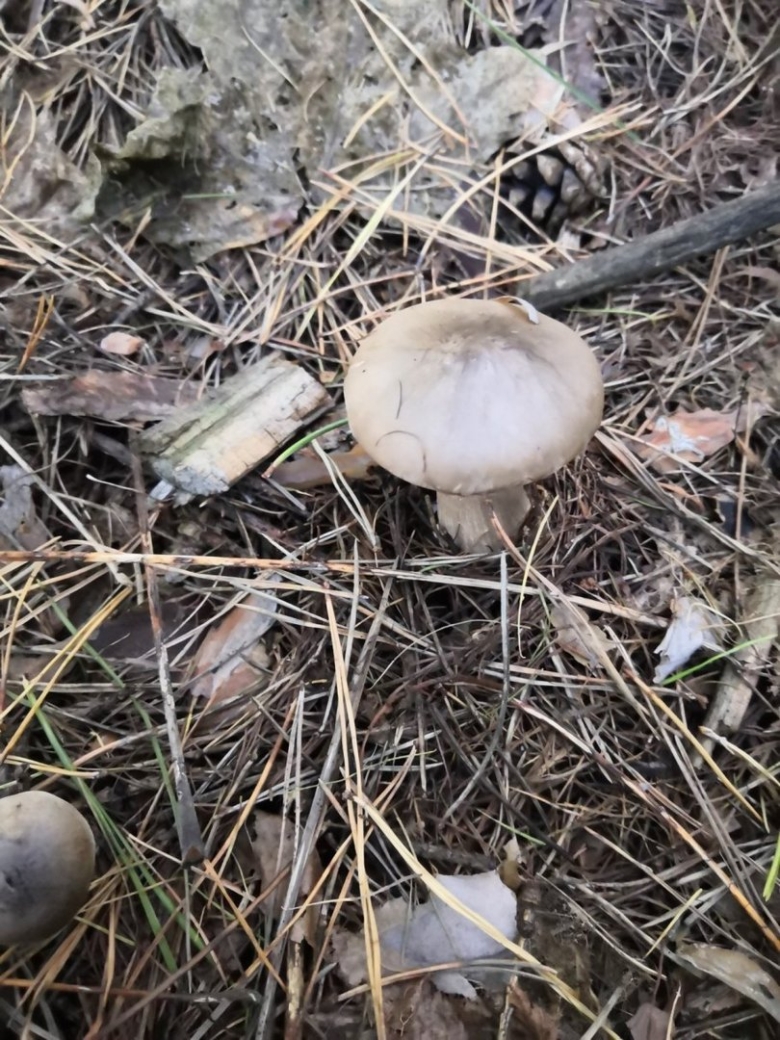 Грибы растущие кучками съедобные