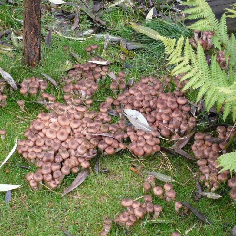 Опенок осенний Луговой