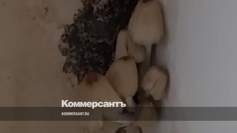 Грибы выросли