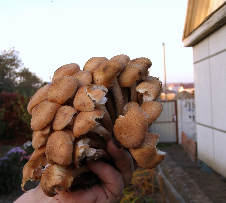 Выросли грибы на участке