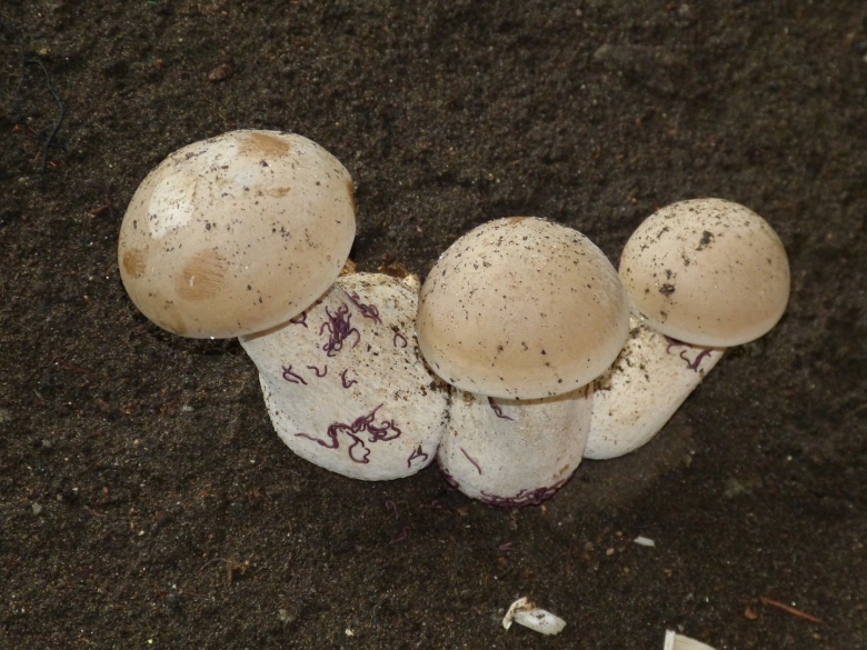Agaricus bernardii