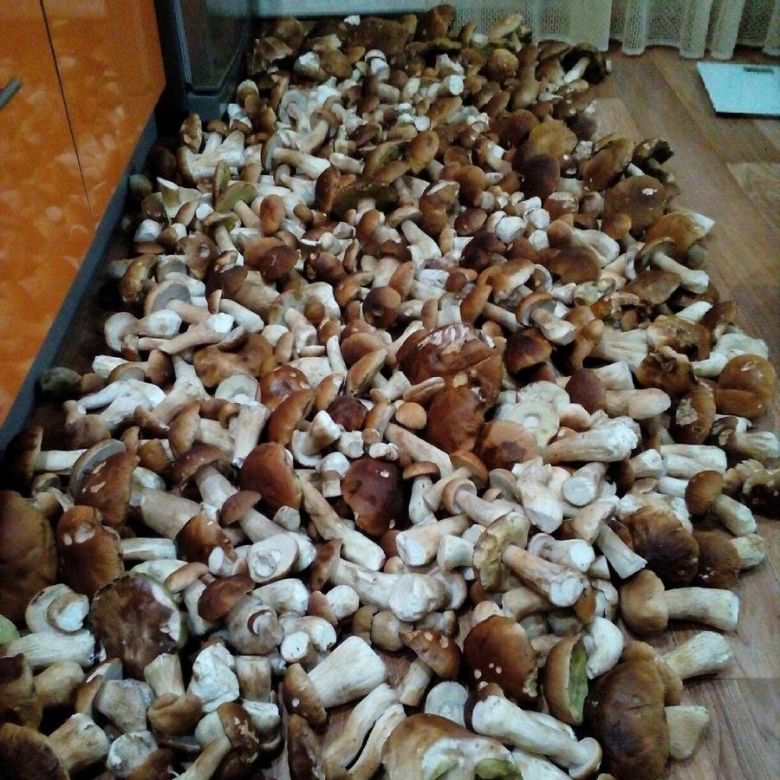 Куча белых грибов