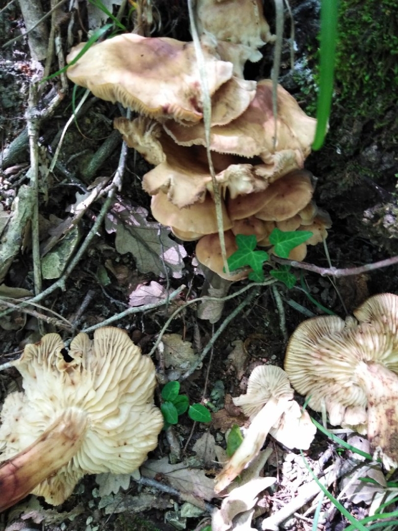 Опята в лесу