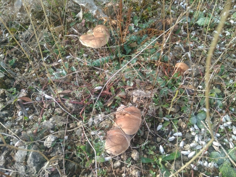 Гриб в лесу