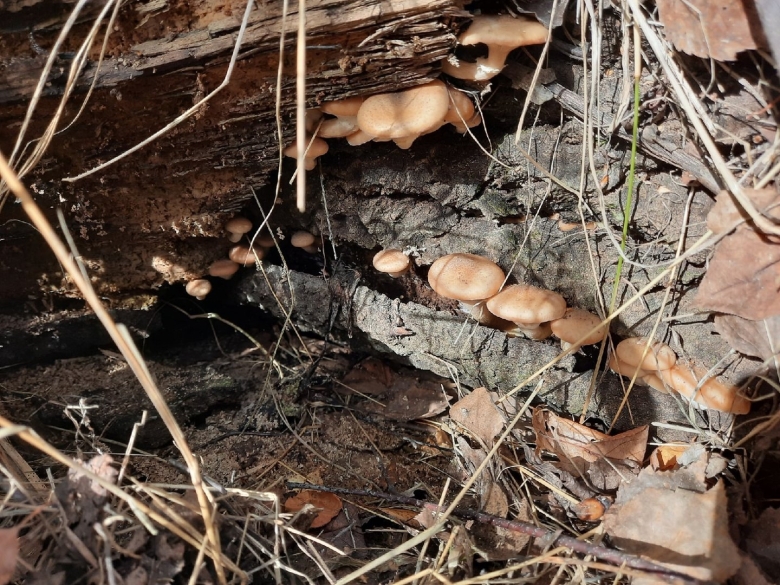 Опята в Нижегородской области