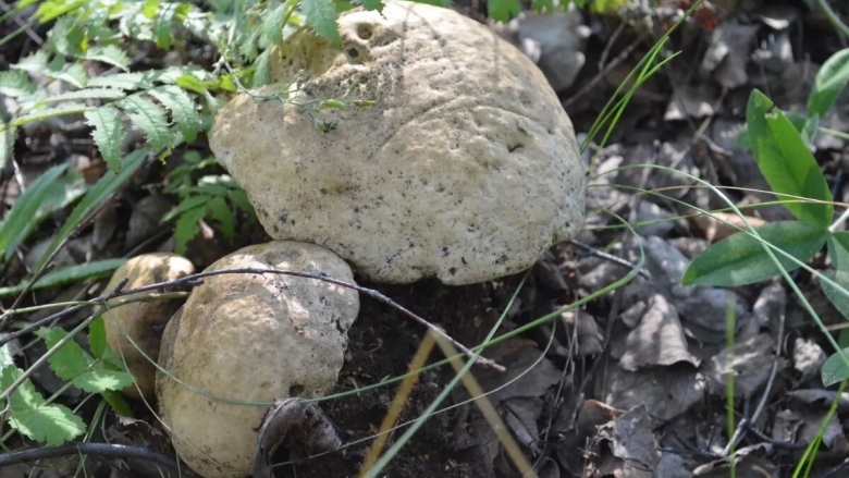 Гиропорус синеющий gyroporus cyanescens