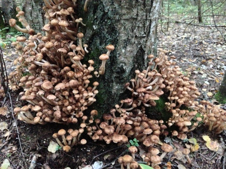 Успенские опята