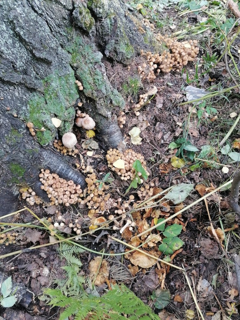 Опята в подмосковье 2023