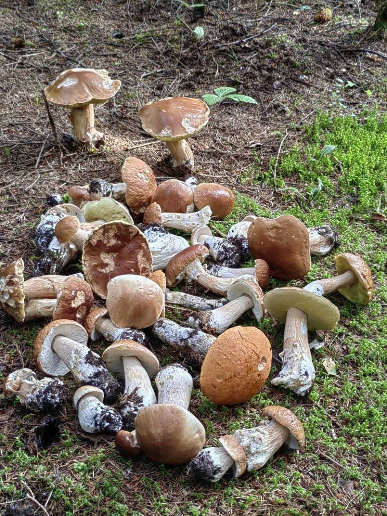 Жители Ярославля нашли большие грибы фото