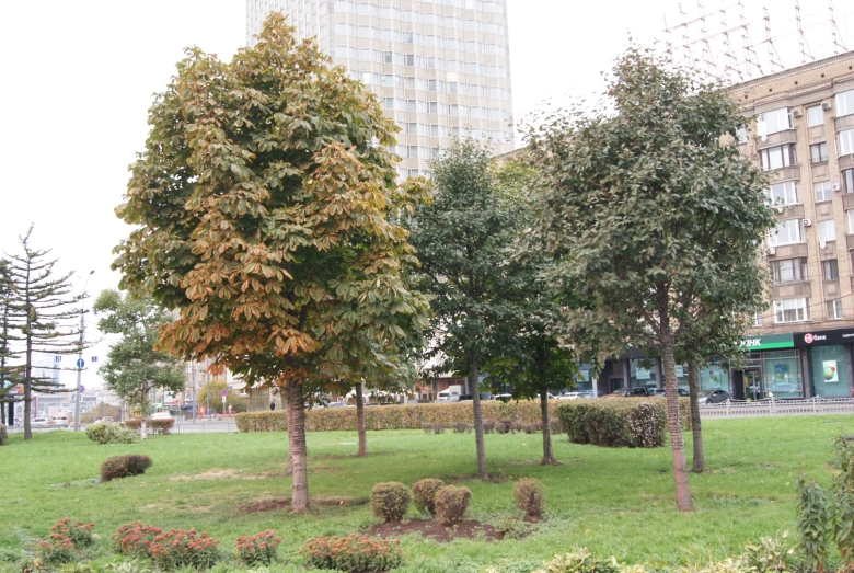 Деревья Подмосковья