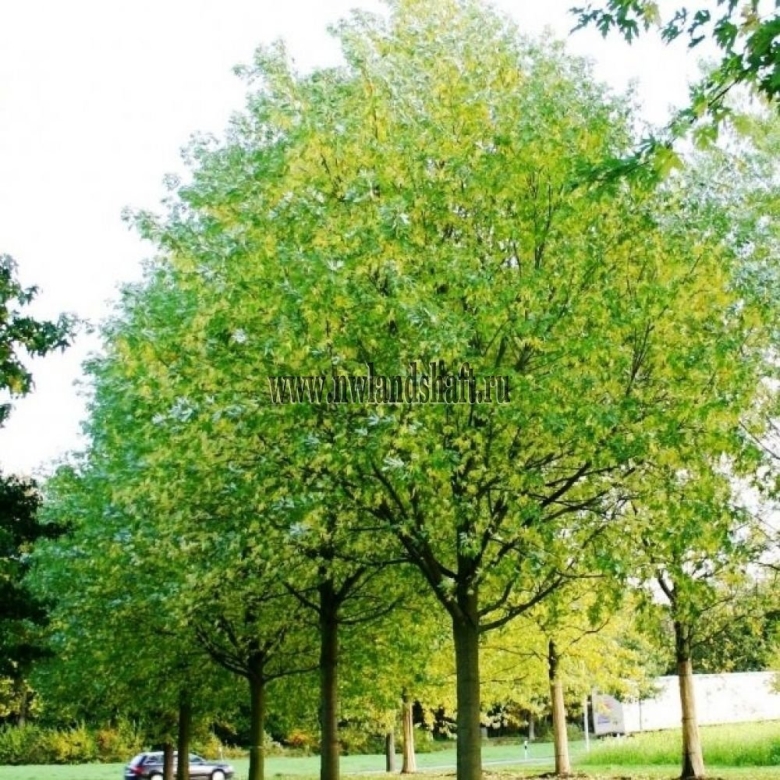 Клен серебристый Acer saccharinum