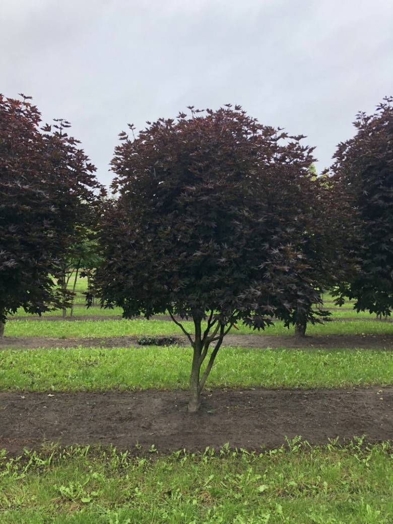 Клен остролистный Crimson Sentry