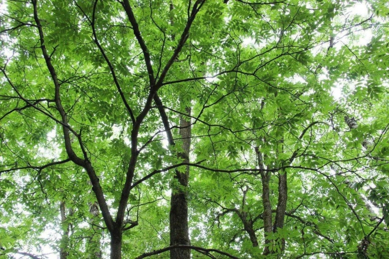 Лиственные деревья Подмосковья