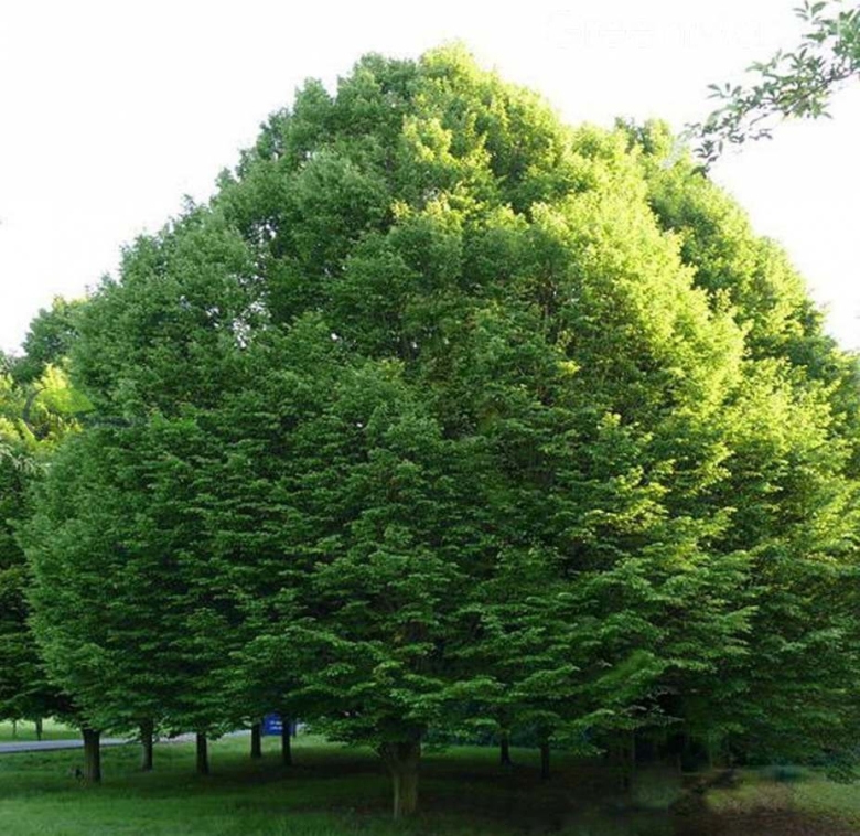 Граб кавказский Carpinus Caucasica